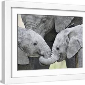 African Elephant Calves (Loxodonta Africana) Holding Trunks, Tanzania - White Framed Art Print Wall Art, 16x12