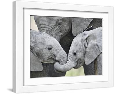 African Elephant Calves (Loxodonta Africana) Holding Trunks, Tanzania - White Framed Art Print Wall Art, 16x12