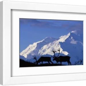 Caribou Grazing Near Wonder Lake Below Mt. Mckinley - White Framed Art Print Wall Art, 12x8
