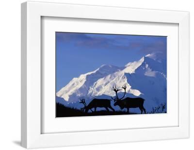 Caribou Grazing Near Wonder Lake Below Mt. Mckinley - White Framed Art Print Wall Art, 12x8