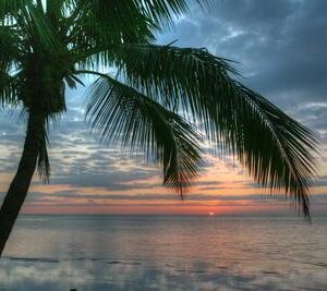 Key West Sunrise One Palm - Premium Photographic Print, 18x12