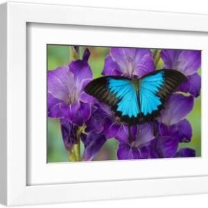 Mountain Blue Swallowtail of Australia, Papilio Ulysses - White Framed Art Print Wall Art, 12x8