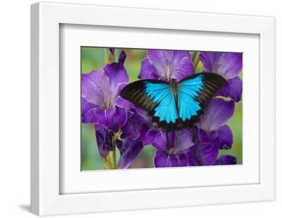 Mountain Blue Swallowtail of Australia, Papilio Ulysses - White Framed Art Print Wall Art, 12x8
