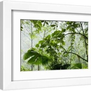 Rainforest Along Fortuna River - White Framed Art Print Wall Art, 12x8