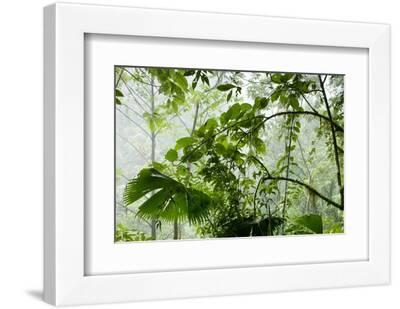 Rainforest Along Fortuna River - White Framed Art Print Wall Art, 12x8