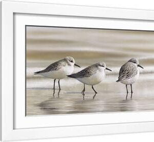 Sanderlings - White Framed Art Print Wall Art, 19x13