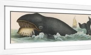 Whale, c.1870 - White Framed Art Print Wall Art, 24x8
